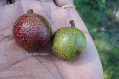 Elaeocarpus gaussenii